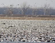 Snow Geese 6453